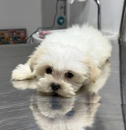 Filhotes de Lhasa Apso Fêmeas 