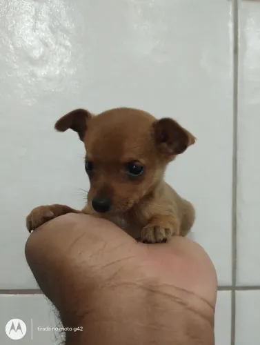Filhote Pinscher miniatura macho
