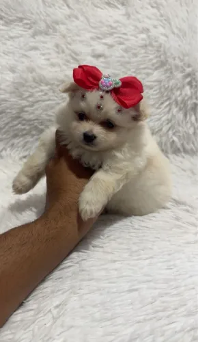 Lulu da pomeranea com 70 dias