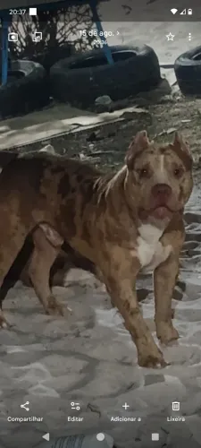 Cachorro 
