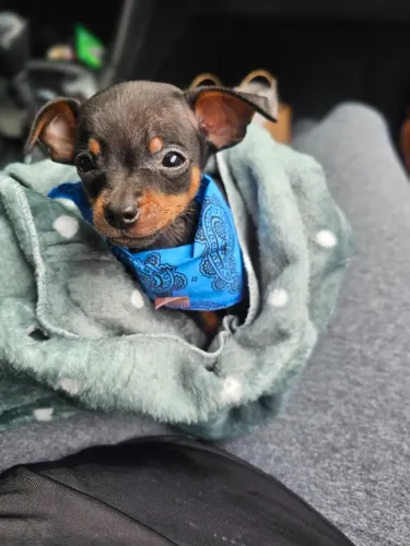 Cãozinho Pinscher/Pincher/Pinsher/Pintier fofinhos, sociáveis e inteligentes