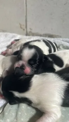Vendo filhotes de shih tzu femeas