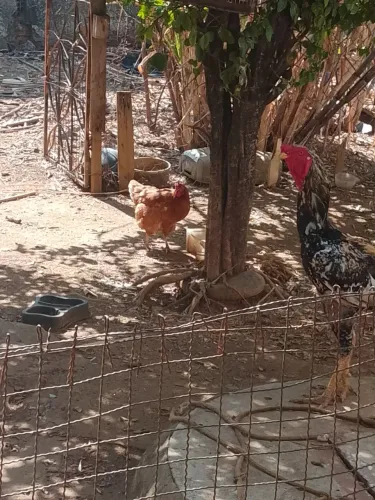 Galo índio com galinha