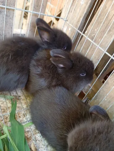 Vendo filhotes d coelhos