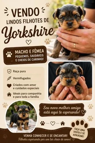 Filhote de Yorkshire