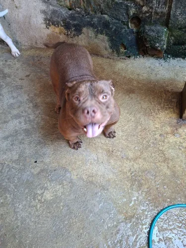 AMERICAN BULLY