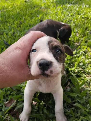 Pitbulls disponíveis