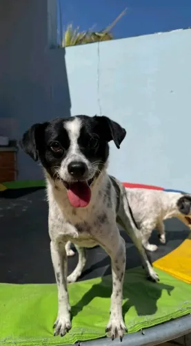Doa-se cachorro