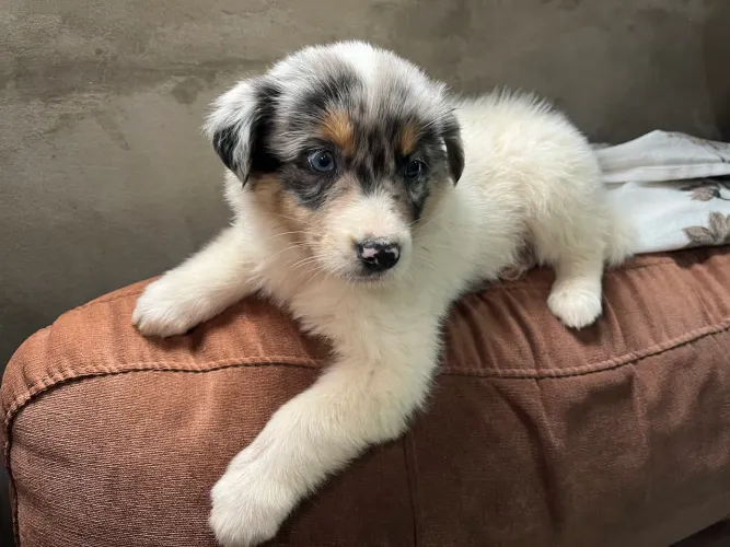 Filhotes de Border collie Exóticos