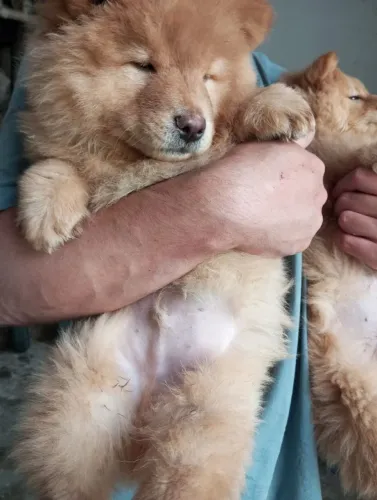 filhote de cachorro