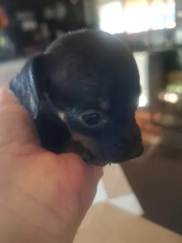 Cães pinsche 28 dias venda 500,00 reais femea