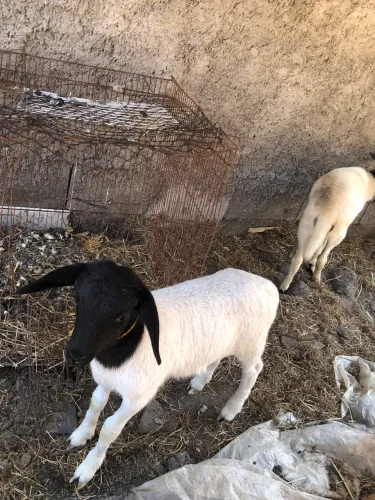 Casal de Carneiro
