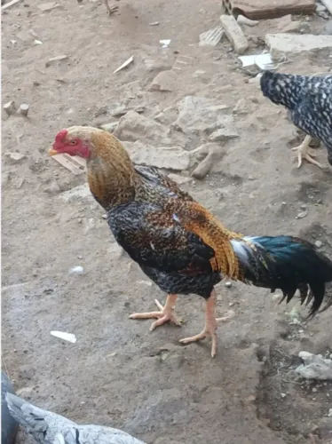 Ave