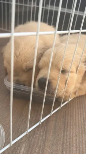 Golden Retrivier