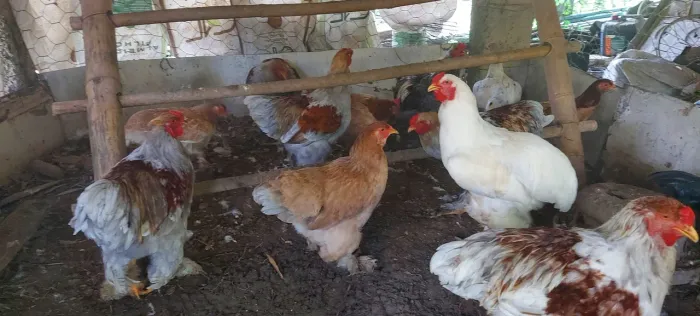 Frangos e frangas branhma 