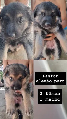 PASTOR ALEMÃO PURO