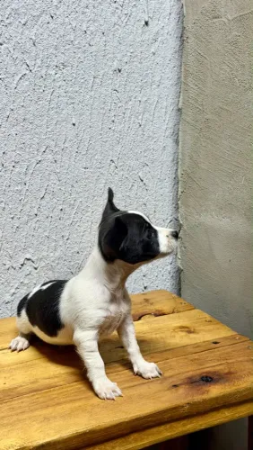 Pinscher macho