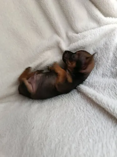 Filhotes de pinscher disponível número 0
