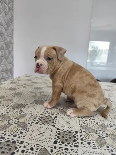 Filhotes de American Bully disponíveis 