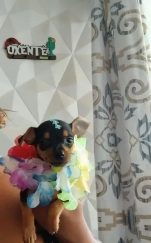 PINSCHER MACHO DE PROCEDÊNCIA.