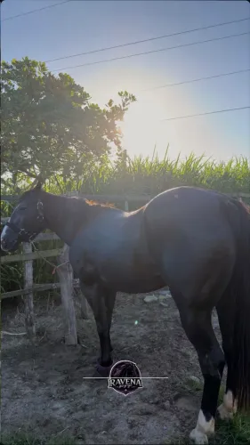 Vendo égua quarto de milha puro