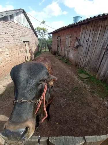 Terneiro Osco