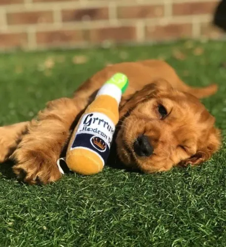 Cocker Spaniel Inglês Afeto que floresce no ambiente