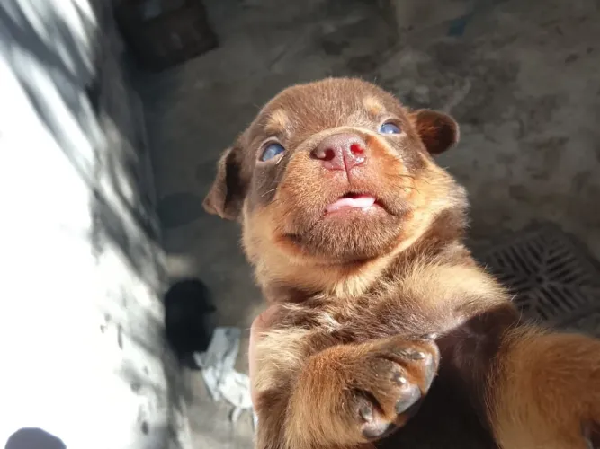 Vende se filhotes de rottweiler puro