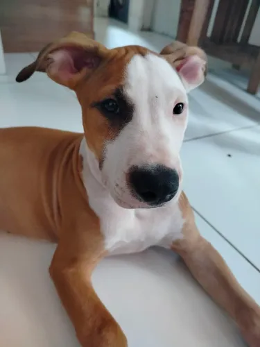 Filhote de Pitbull