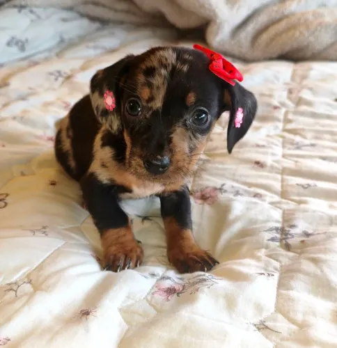 Fêmea Dachshund miniatura basset salsicha