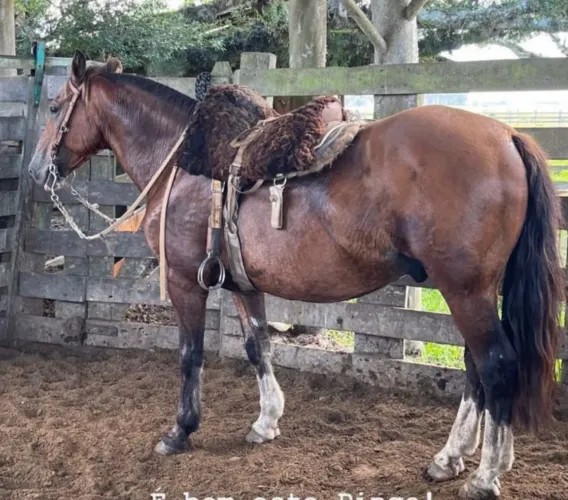 Cavalo Crioulo Manso para crianças