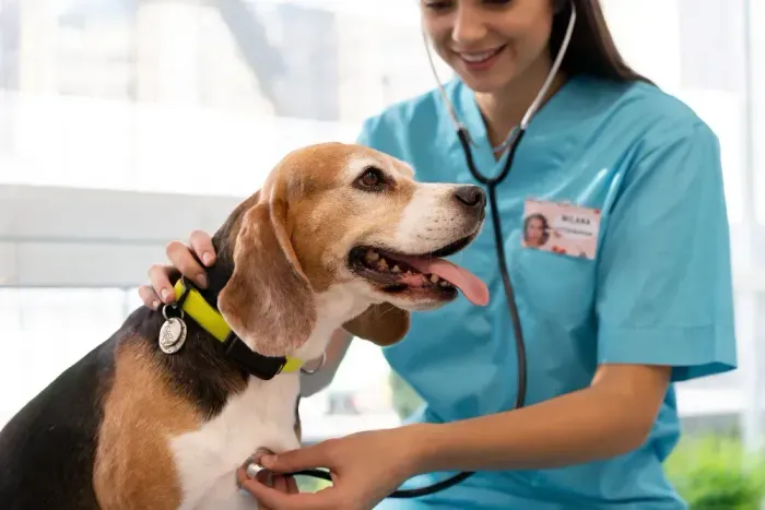 Clinica Veterinária completa à venda, 25 anos em atividade - Esteio/RS