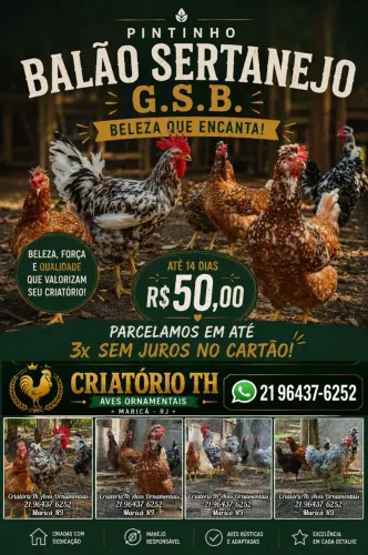 Pintinho Balão Sertanejo Gsb