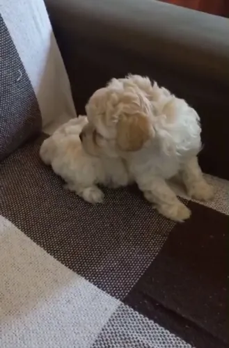 Poodle toy macho 