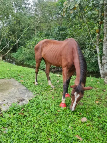 Cavalo