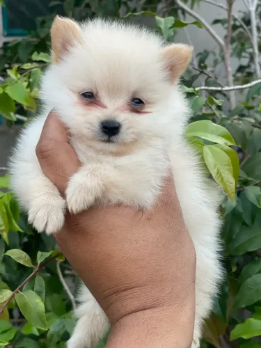 Filhote macho de Spitz Alemão