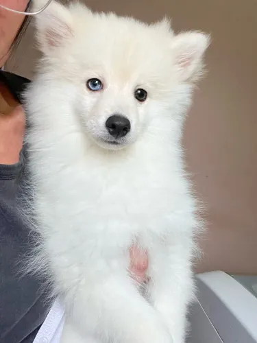Pomsky