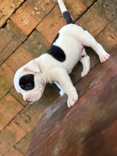 American Bully 