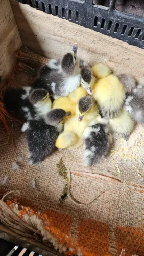 FILHOTES DE PATO À VENDA
