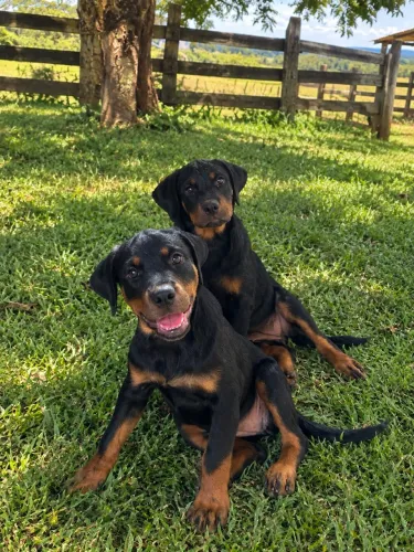 Filhote de rottweiler