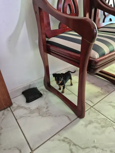 Vendo filhotes Pinscher macho