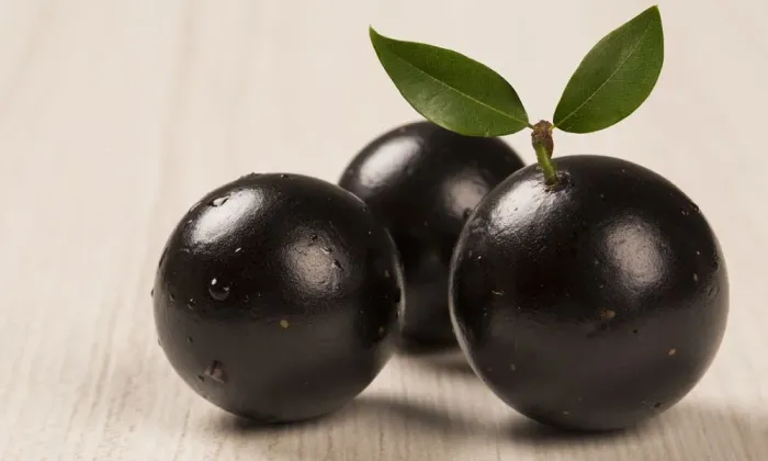 Muda de Jabuticaba