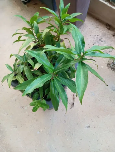 Planta gengibre azul