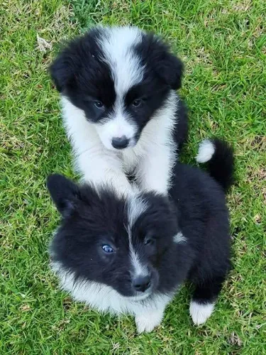 Border collie rotina cheia de amor 