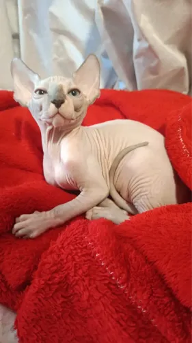 Gato sem pelo