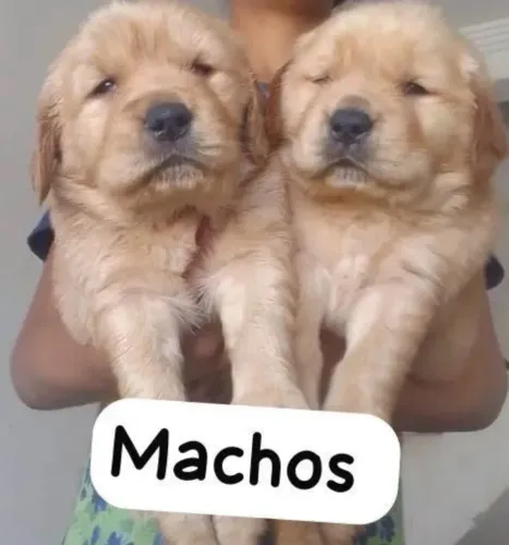 Golden Retriever - Filhote Para Sua Família