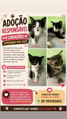 Gatinhos para Adoção 