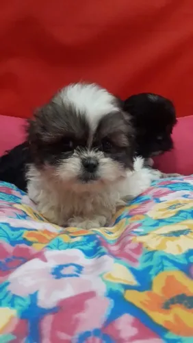 Shih tzu 