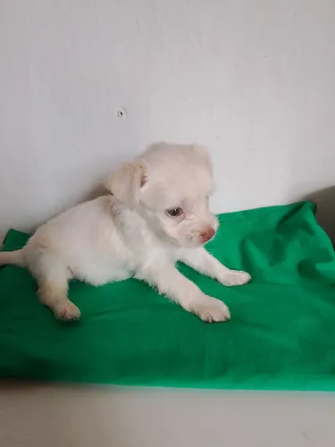 Vendo poodle toy original