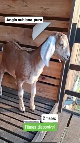 Filhota de Cabra leiteira 